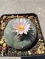 Preview: Lophophora williamsii